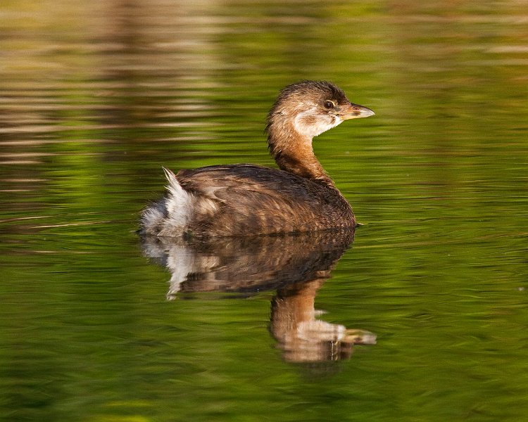 PiedGrebe-0021