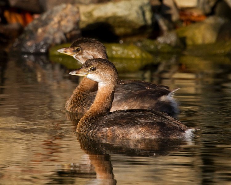 PiedGrebe-0022