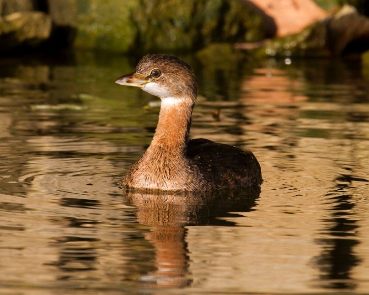 PiedGrebe-0023