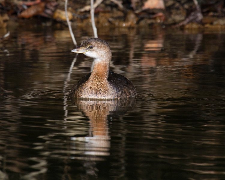 PiedGrebe-0024