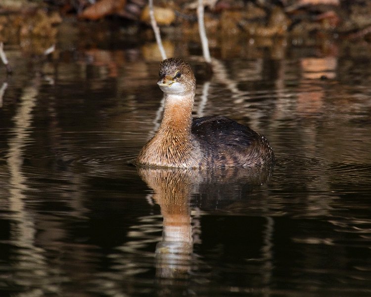 PiedGrebe-0025