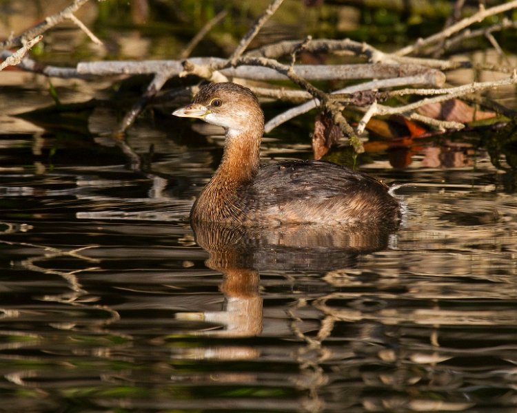 PiedGrebe-0026