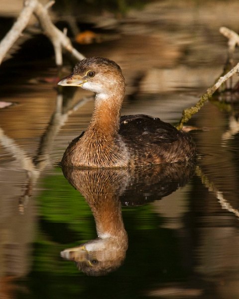 PiedGrebe-0027