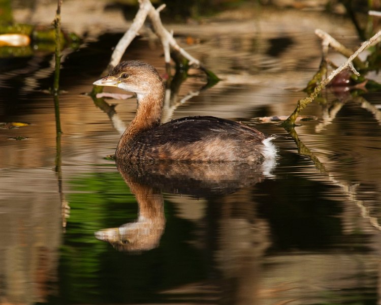 PiedGrebe-0028