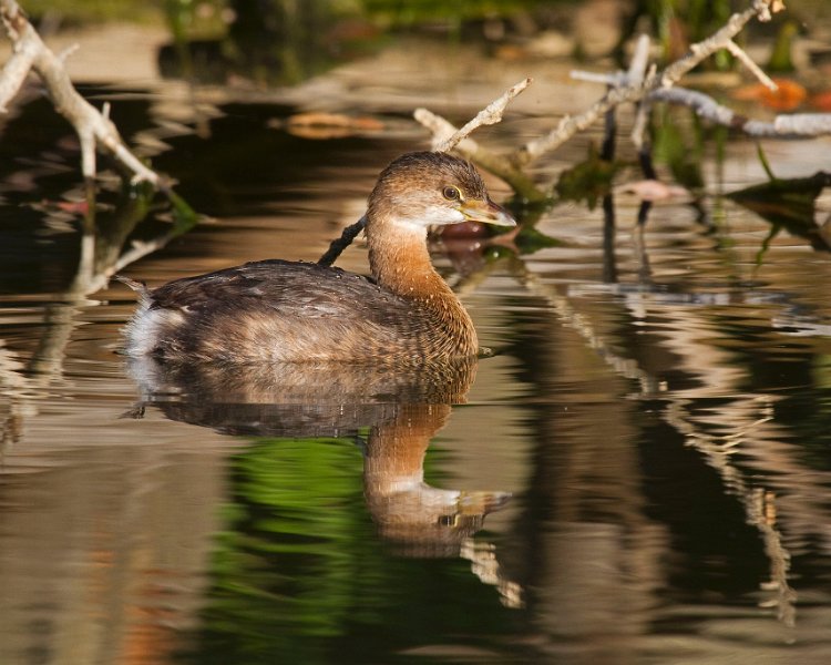 PiedGrebe-0029