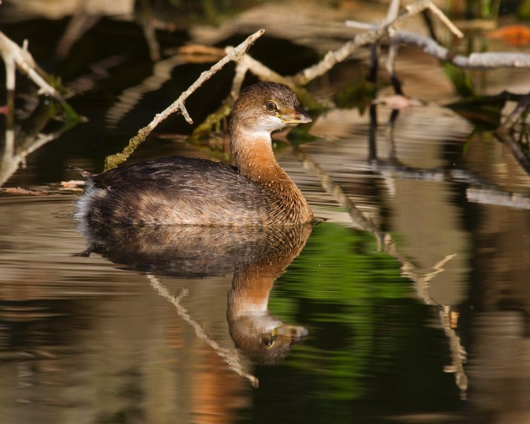 PiedGrebe-0030