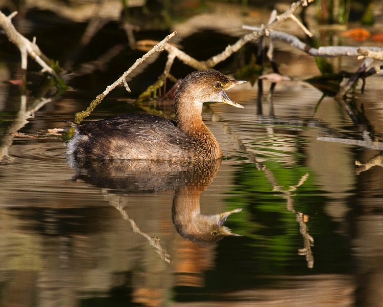 PiedGrebe-0031