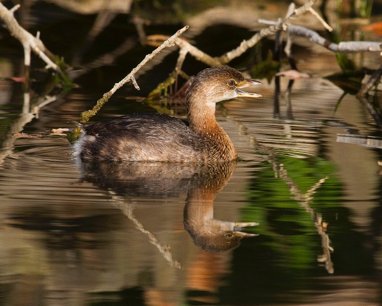 PiedGrebe-0032