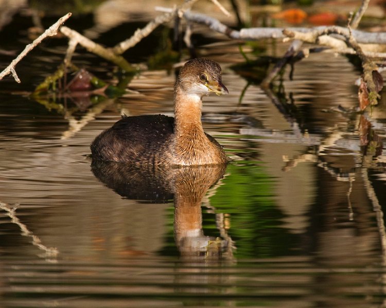 PiedGrebe-0033