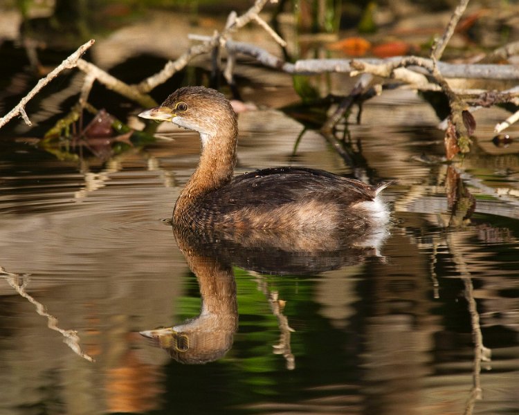 PiedGrebe-0034