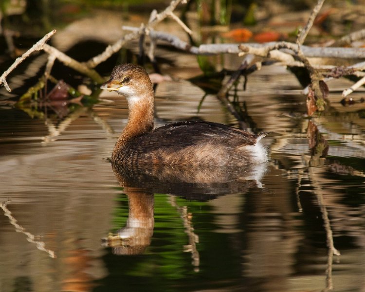 PiedGrebe-0035