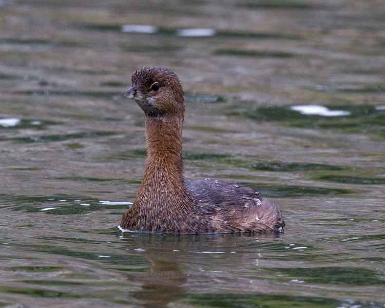 PiedGrebe-0037