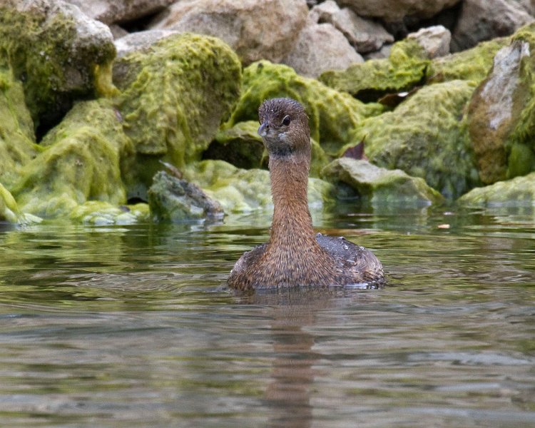 PiedGrebe-0038