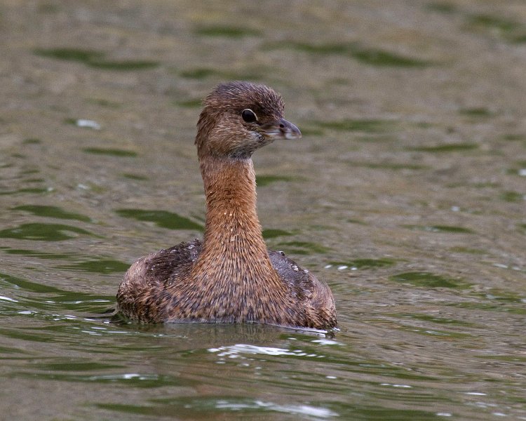 PiedGrebe-0039