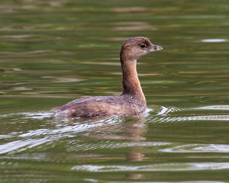 PiedGrebe-0040