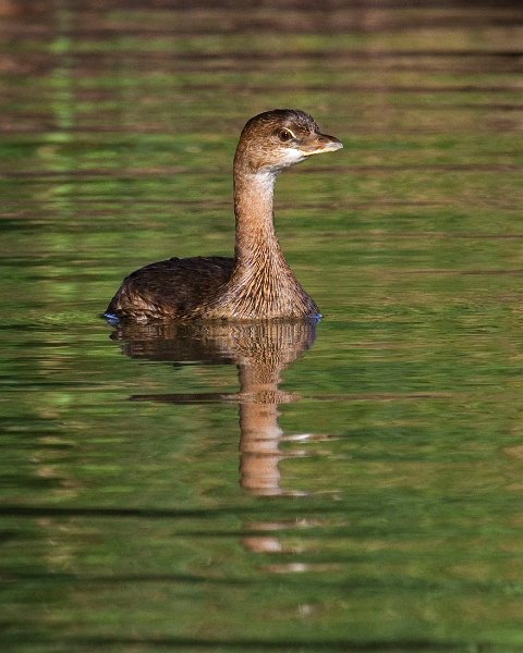 PiedGrebe-0044