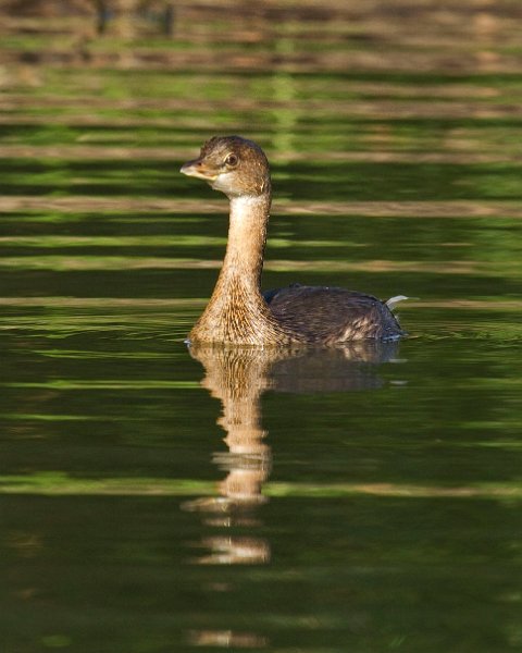 PiedGrebe-0049