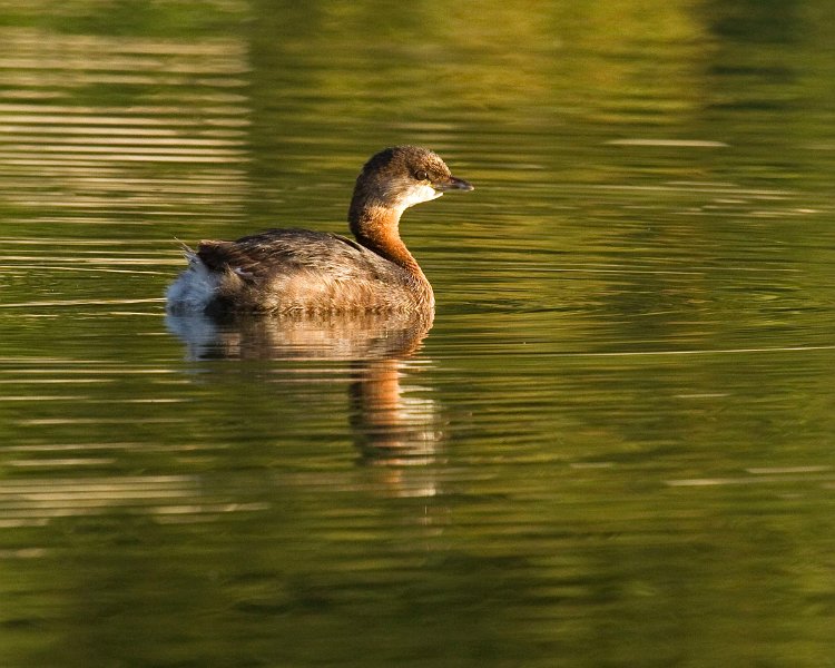 PiedGrebe-0052