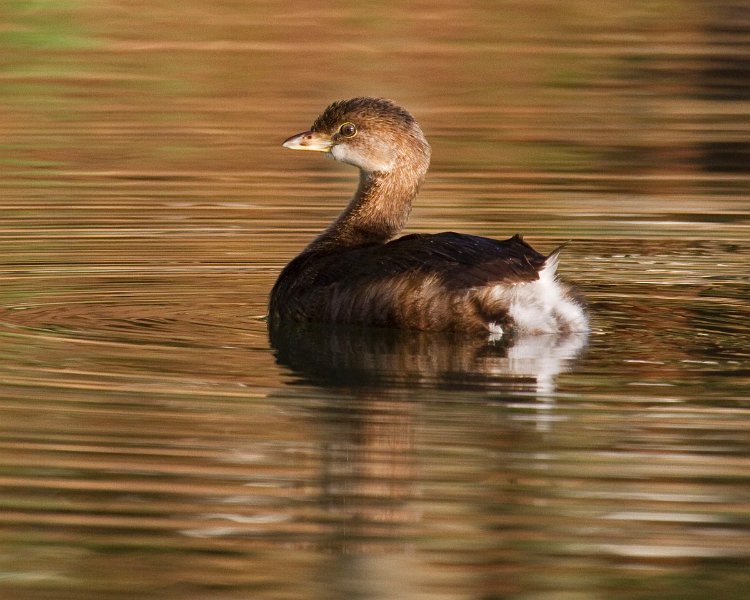 PiedGrebe-0054