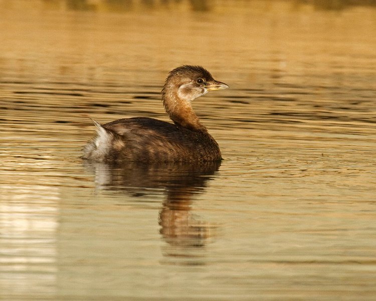 PiedGrebe-0055