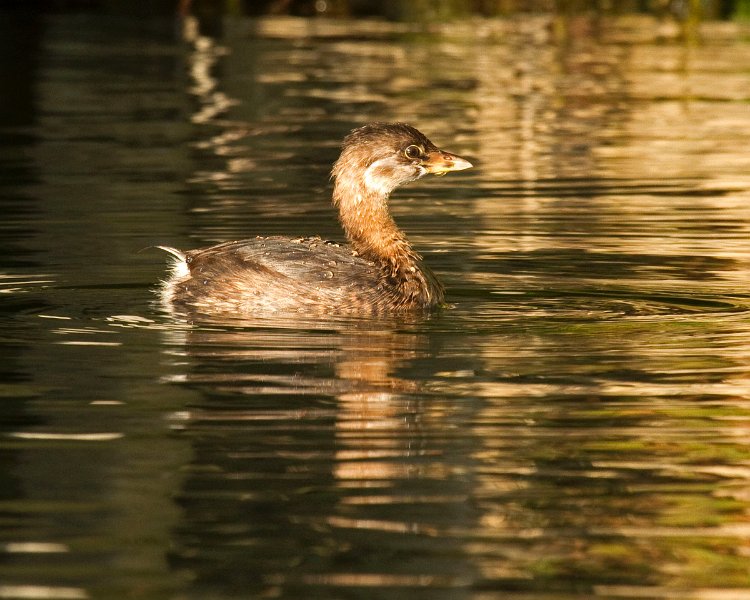 PiedGrebe-0057