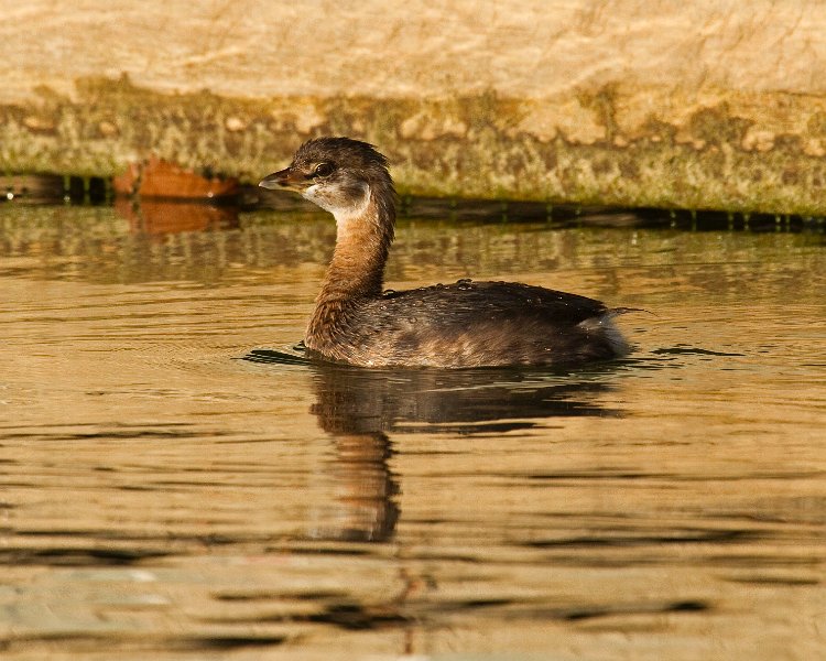 PiedGrebe-0058