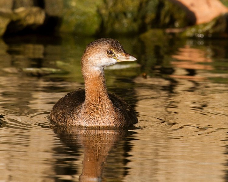 PiedGrebe-0061