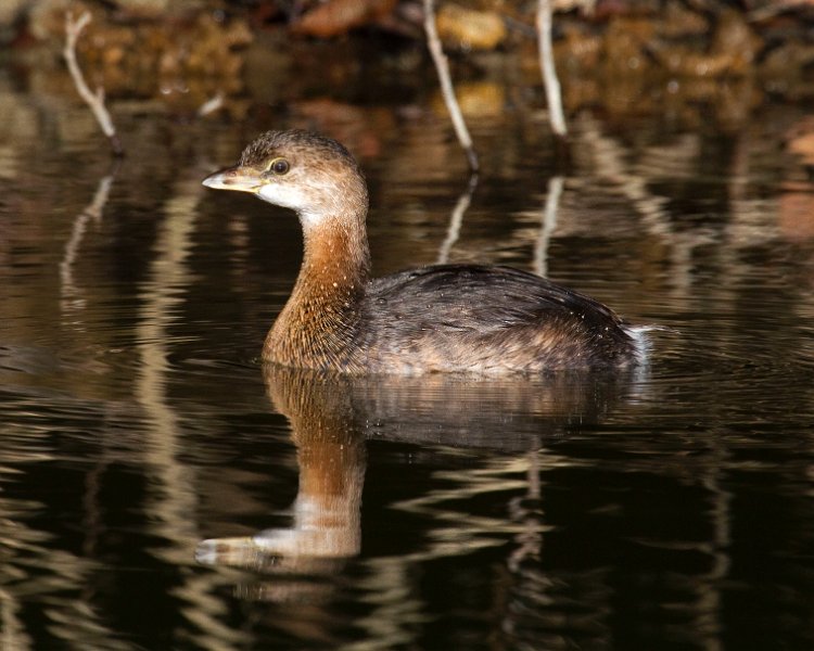 PiedGrebe-0062