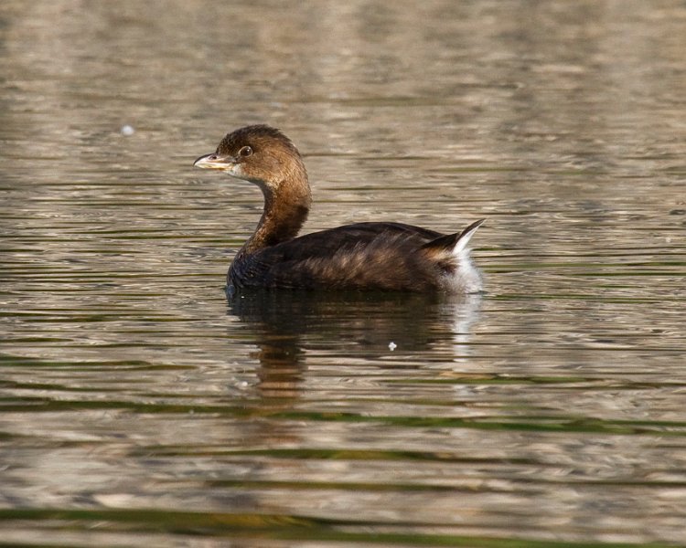 PiedGrebe-0063