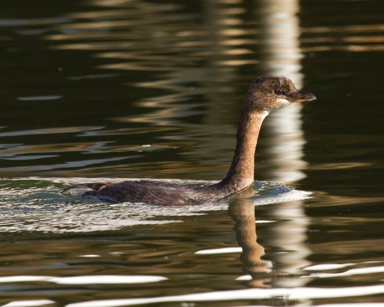 PiedGrebe-0064