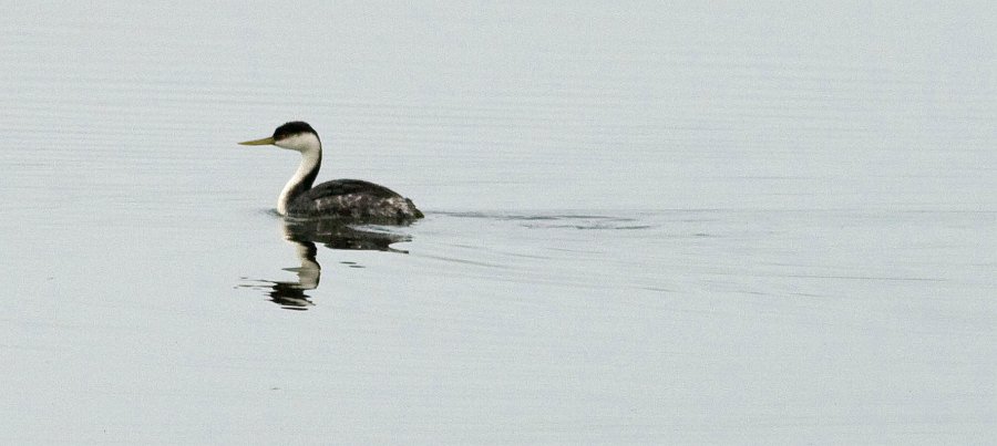 WestGrebe-0001