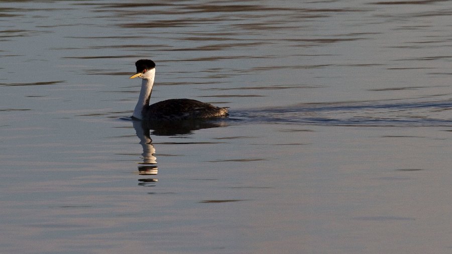 WestGrebe-0002