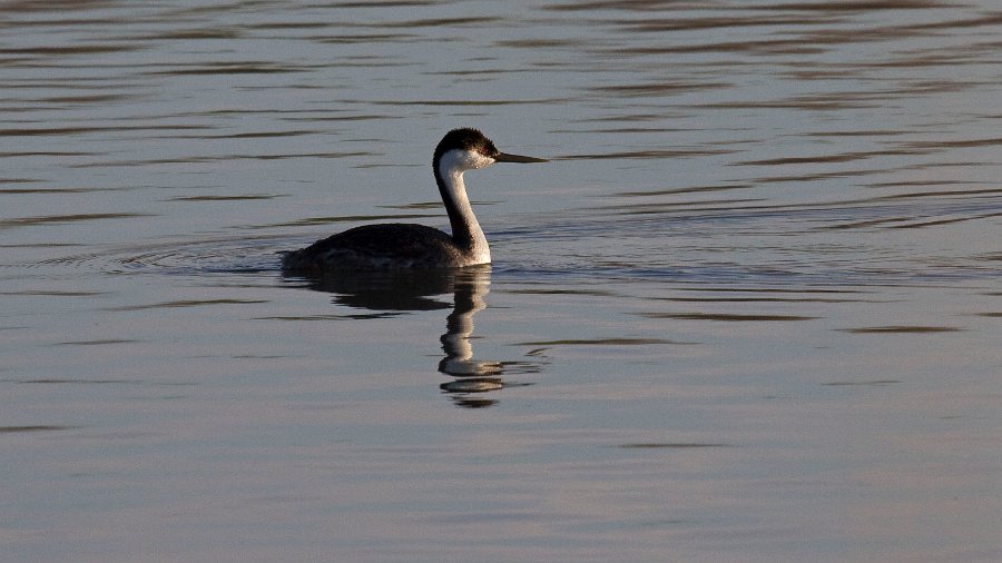 WestGrebe-0003