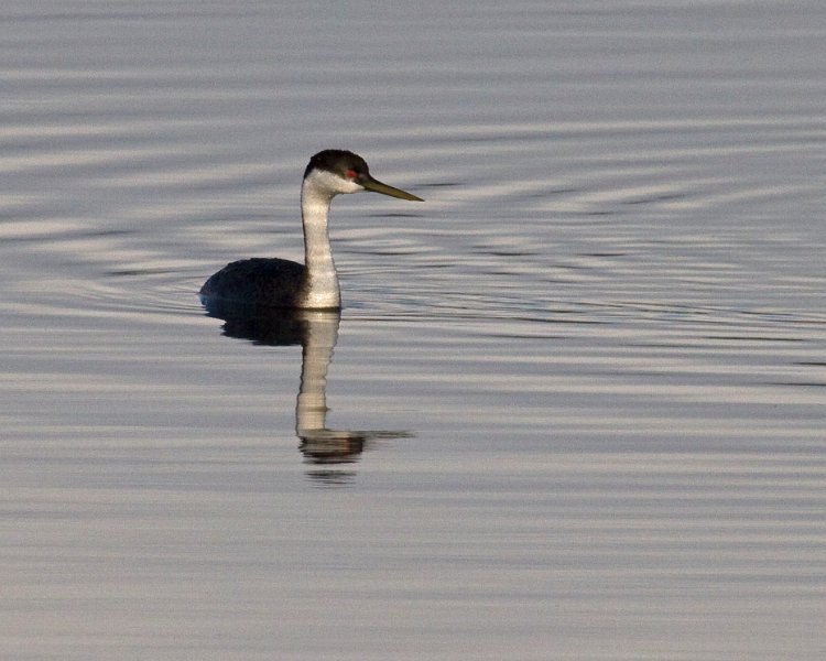 WestGrebe-0004