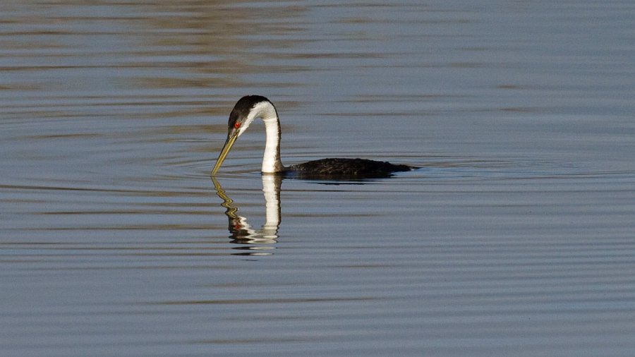 WestGrebe-0005