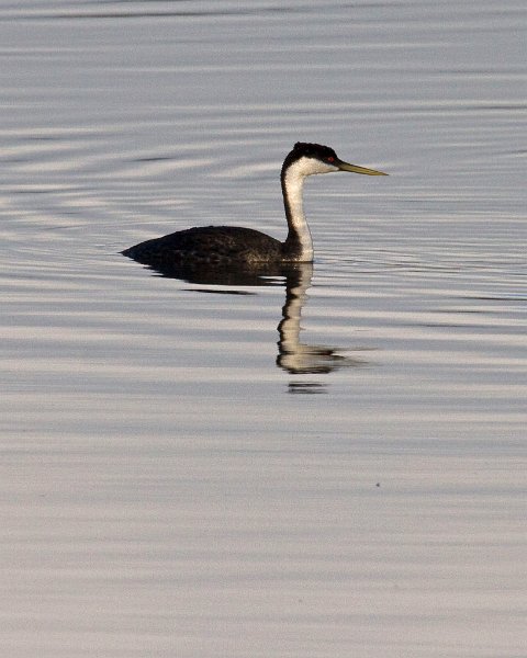 WestGrebe-0006