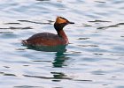 HornGrebe-0002.jpg