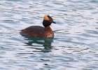 HornGrebe-0003.jpg