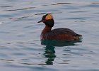 HornGrebe-0004.jpg