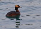 HornGrebe-0005.jpg