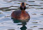 HornGrebe-0006.jpg