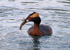 HornGrebe-0007.jpg