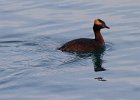 HornGrebe-0009.jpg