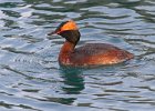 HornGrebe-0011.jpg