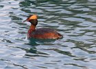 HornGrebe-0012.jpg