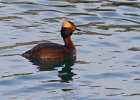 HornGrebe-0014.jpg