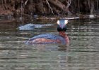 HornGrebe-0017.jpg