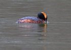 HornGrebe-0018.jpg