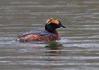 HornGrebe-0019.jpg