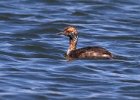 HornGrebe-0020.jpg